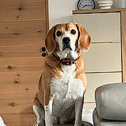 Ruslie a rejoint le concours — aidez-le/la à gagner de superbes lots ! beagle, dog, pet, indoor, living_room, couch, leather, furniture, wooden_door, clock, vase, decor, collar, sitting, looking_at_camera, brown, white, ears, floor, home