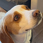 Wendy a rejoint le concours — aidez-le/la à gagner de superbes lots ! dog, pet, indoor, brown_and_white, curious, ears, floor, bed, collar, canine, animal, looking_up, fur, domestic, companion, whiskers, snout, attention, household, portrait