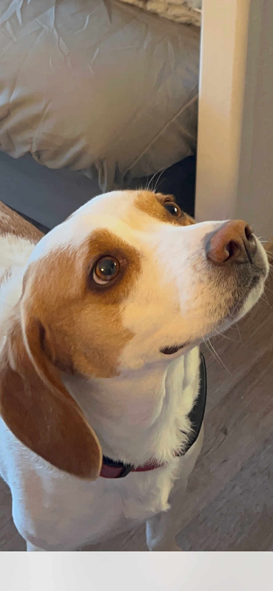 Wendy a rejoint le concours — aidez-le/la à gagner de superbes lots ! dog, pet, indoor, brown_and_white, curious, ears, floor, bed, collar, canine, animal, looking_up, fur, domestic, companion, whiskers, snout, attention, household, portrait