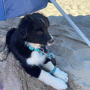 Awen participe au concours pour gagner de l'argent avec cette photo : puppy, dog, beach, sand, umbrella, collar, leash, black_and_white, outdoor, sunny, pet, animal, close_up, young_dog, resting, summer, cute, fluffy, side_view, nature