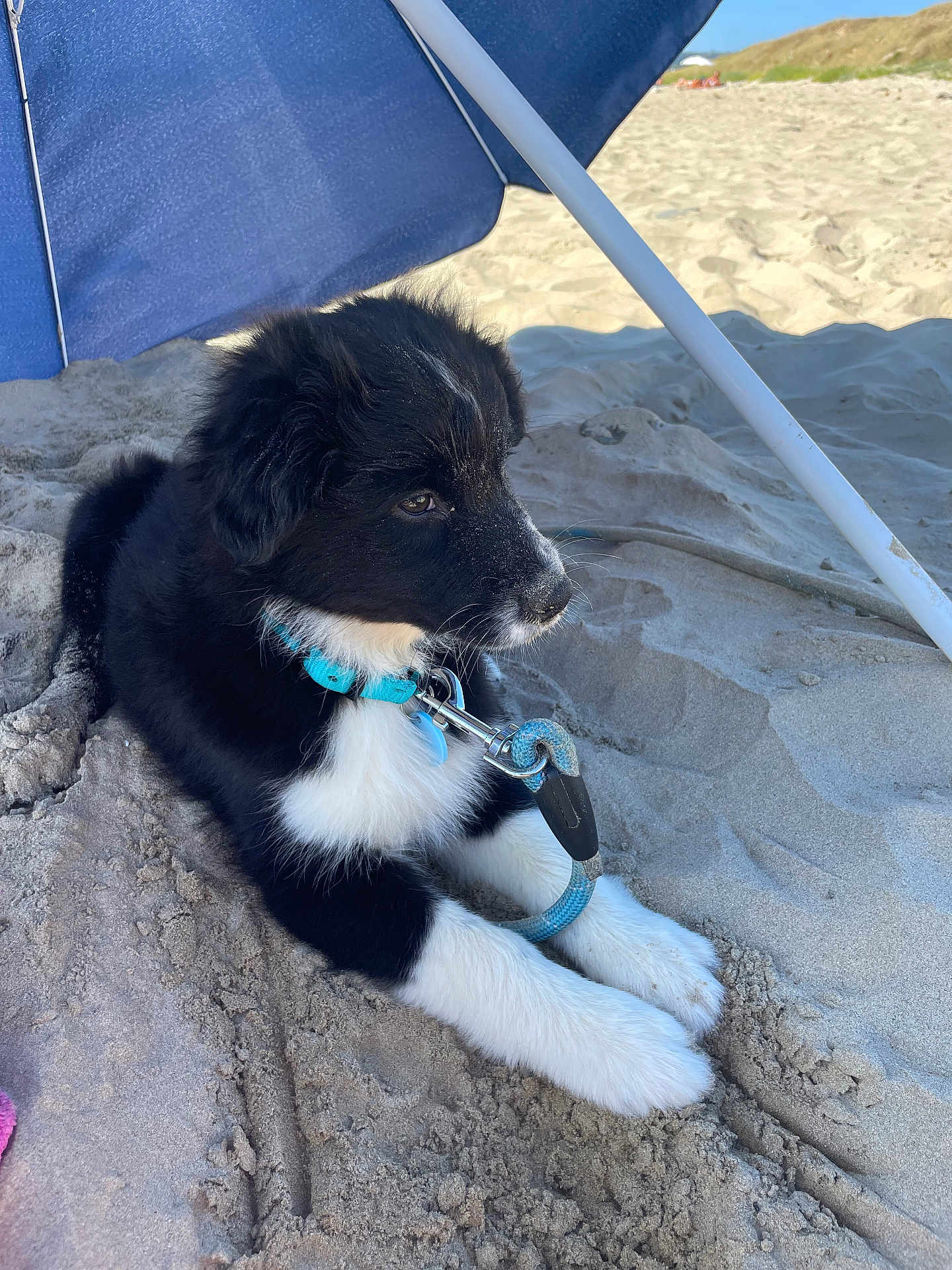 Awen participe au concours pour gagner de l'argent avec cette photo : puppy, dog, beach, sand, umbrella, collar, leash, black_and_white, outdoor, sunny, pet, animal, close_up, young_dog, resting, summer, cute, fluffy, side_view, nature