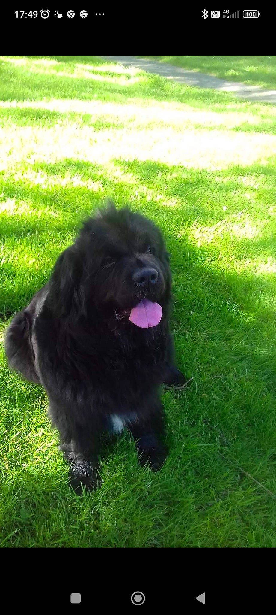 Gommette participe au concours pour gagner de l'argent avec cette photo : canidae, carnivore, companion_dog, dog, dog_breed, dog_collar, fur, grass, groundcover, liver, mammal, non_sporting_group, snout, sporting_group, terrestrial_animal, toy_dog, water_dog, working_animal, working_dog