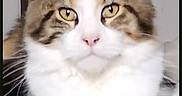 Baly a rejoint le concours — aidez-le/la à gagner de superbes lots ! cat, maine_coon, fluffy, long_hair, calico, tabby, white_fur, golden_eyes, pointed_ears, whiskers, paw, sitting, portrait, indoors, cushion, furniture, close_up, pet, feline, photography