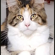Baly participe au concours pour gagner de l'argent avec cette photo : cat, long_hair, fluffy, maine_coon, animal, pet, portrait, front_view, sitting, paws, ear_tufts, whiskers, yellow_eyes, white_fur, tabby, calico, indoors, couch, close_up, photograph
