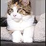 Baly participe au concours pour gagner de l'argent avec cette photo : cat, calico_cat, fluffy, long_hair, pet, animal, feline, portrait, sitting, front_view, white_fur, brown_fur, black_fur, green_eyes, whiskers, large_ears, paws, indoor, cozy, photography