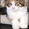Baly participe au concours pour gagner de l'argent avec cette photo : cat, maine_coon, fluffy, long_hair, calico, tabby, white_fur, green_eyes, pink_nose, whiskers, large_ears, tufted_ears, paws, lying_down, couch, indoor, portrait, pet, adorable, relaxed