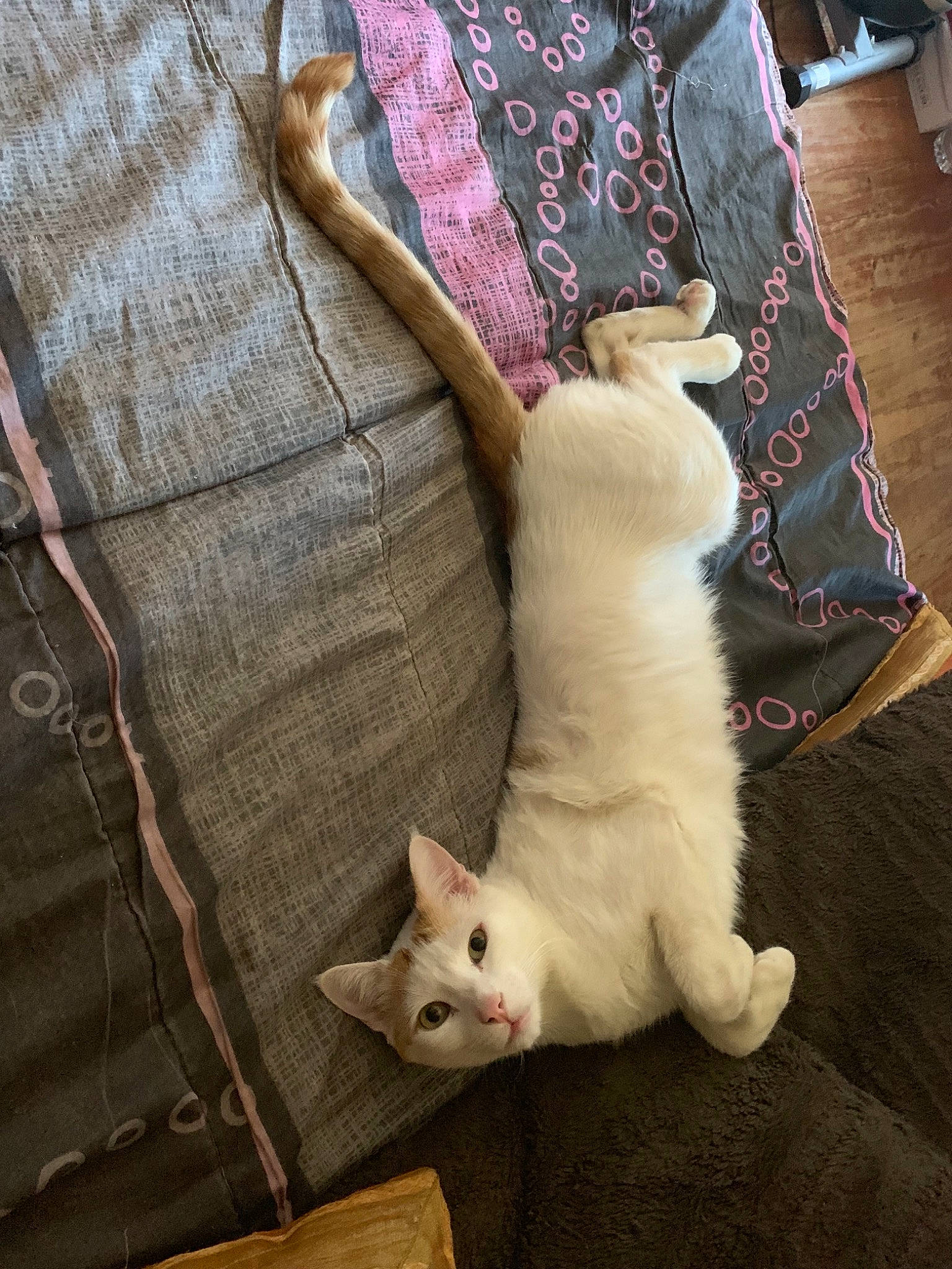 Hutch a rejoint le concours — aidez-le/la à gagner de superbes lots ! aegean_cat, asian, burmilla, carnivore, cat, colorpoint_shorthair, domestic_short_haired_cat, fawn, felidae, fur, khao_manee, kitten, small_to_medium_sized_cats, tail, turkish_angora, turkish_van, whiskers, wood