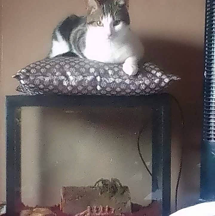 Daveage joined the competition — help win amazing prizes! box, carnivore, cat, cat_supply, domestic_short_haired_cat, felidae, fur, grey, paw, pedestal, pet_supply, rectangle, room, shelf, shelving, small_to_medium_sized_cats, snapshot, tail, whiskers, wood