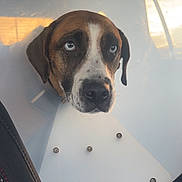 Holly joined the competition — help win amazing prizes! dog, cone, pet, car, seat, window, reflection, brown, white, black, sad, animal, collar, closeup, indoors, portrait, looking_up, fur, ears, snout