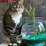 Snickers joined the competition — help win amazing prizes! cat, tabby_cat, fishbowl, aquatic_plants, gravel, green_eyes, curious, indoor, table, red_textile, patterned_fabric, pet, feline, glass_bowl, water, plant, close_up, sitting, domestic_animal, cozy