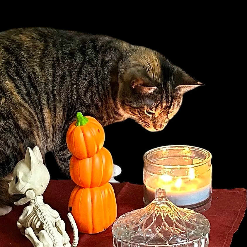 Snickers is registered to the contest to win money with this photo: animal, candle, cat, citrusfruit, diningtable, egyptiancat, festival, food, fruit, furniture, kitten, manx, orange, pet, plant, produce, pumpkin, squash, table, vegetable
