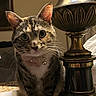 cat, tabby, pet, lamp, table, lace, collar, bell, indoor, curious, animal, fur, whiskers, ears, eyes, decor, furniture, domestic, brown, closeup