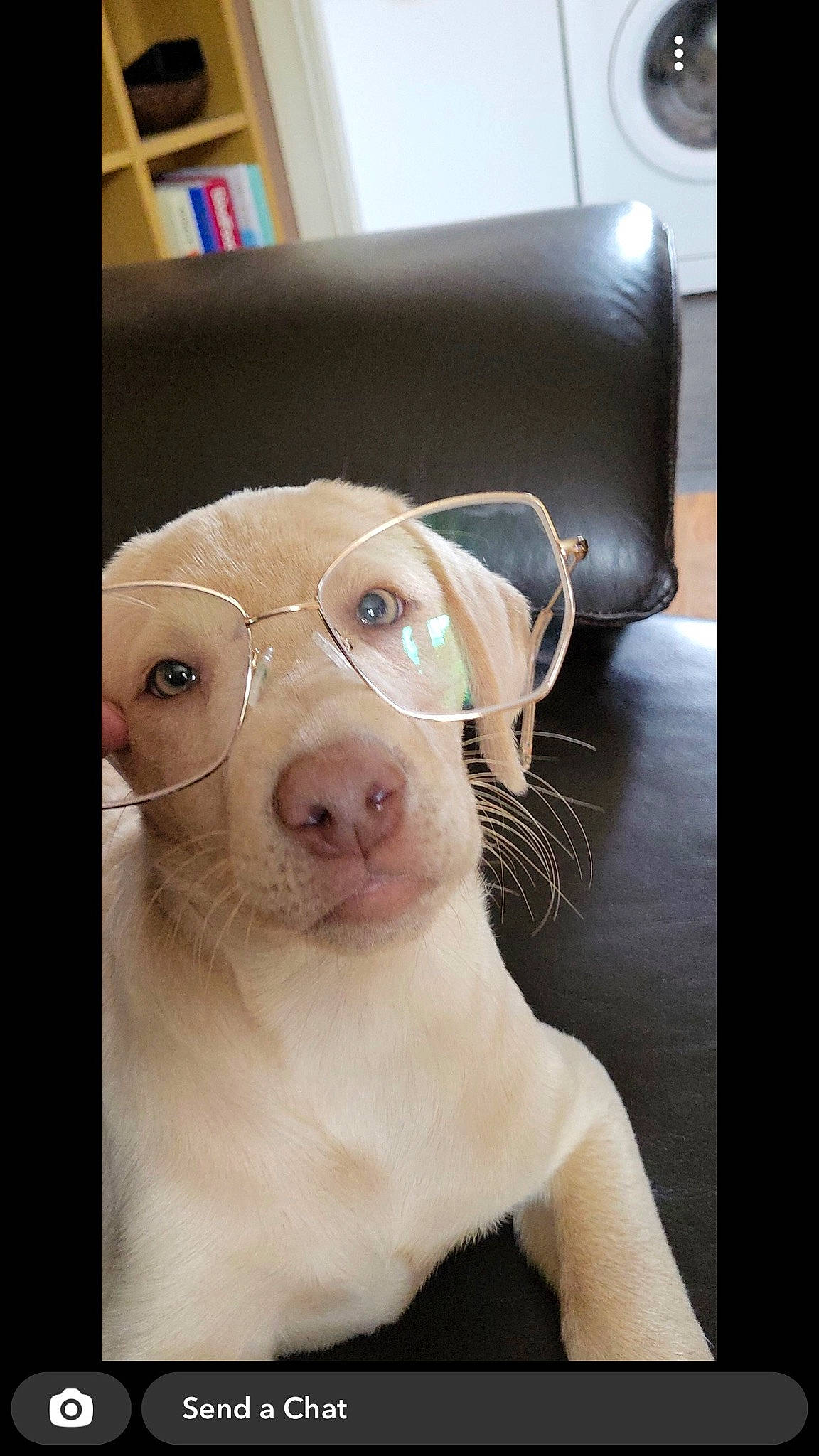 Floyd joined the competition — help win amazing prizes! bookcase, canidae, carnivore, collar, companion_dog, dog, dog_breed, ear, fawn, fur, head, non_sporting_group, pet_supply, shelf, snout, sporting_group, toy, toy_dog, whiskers, working_animal