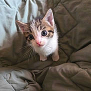 Maniac is registered to the contest to win money with this photo: animal, bed, blanket, cat, cozy, curious, cute, domestic, ears, eyes, feline, fur, indoor, kitten, looking_up, pet, small, soft, whiskers, young