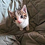 animal, bed, blanket, cat, cozy, curious, cute, domestic, ears, eyes, feline, fur, indoor, kitten, looking_up, pet, small, soft, whiskers, young
