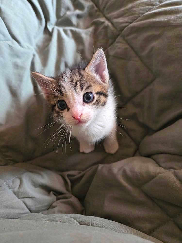 Maniac is registered to the contest to win money with this photo: animal, bed, blanket, cat, cozy, curious, cute, domestic, ears, eyes, feline, fur, indoor, kitten, looking_up, pet, small, soft, whiskers, young