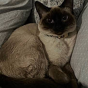 Lisa joined the competition — help win amazing prizes! cat, siamese_cat, feline, pet, indoor, cozy, pillow, resting, fur, whiskers, animal, mammal, cute, looking, collar, tabby, relaxed, bedroom, soft, domestic_cat