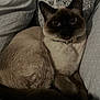 cat, siamese_cat, feline, pet, indoor, cozy, pillow, resting, fur, whiskers, animal, mammal, cute, looking, collar, tabby, relaxed, bedroom, soft, domestic_cat