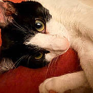 Stinky is registered to the contest to win money with this photo: cat, black_and_white, close_up, pet, animal, feline, fur, whiskers, ears, yellow_eyes, lying_down, relaxed, indoor, cozy, cute, portrait, nose, paw, sleepy, resting