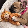 dog, french_bulldog, puppy, sleeping, sleepy, stuffed_animal, plush_toy, lion_toy, collar, pink_collar, indoors, cozy, blanket, soft, cuddling, lying_down, pet, close_up, adorable, portrait