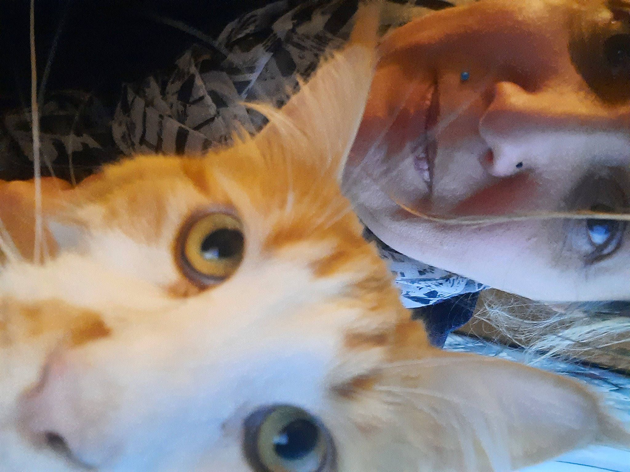 Numerobis participe au concours pour gagner de l'argent avec cette photo : canidae, carnivore, cat, close_up, ear, eye, fawn, felidae, fur, head, iris, kitten, nose, organ, photography, small_to_medium_sized_cats, snout, whiskers