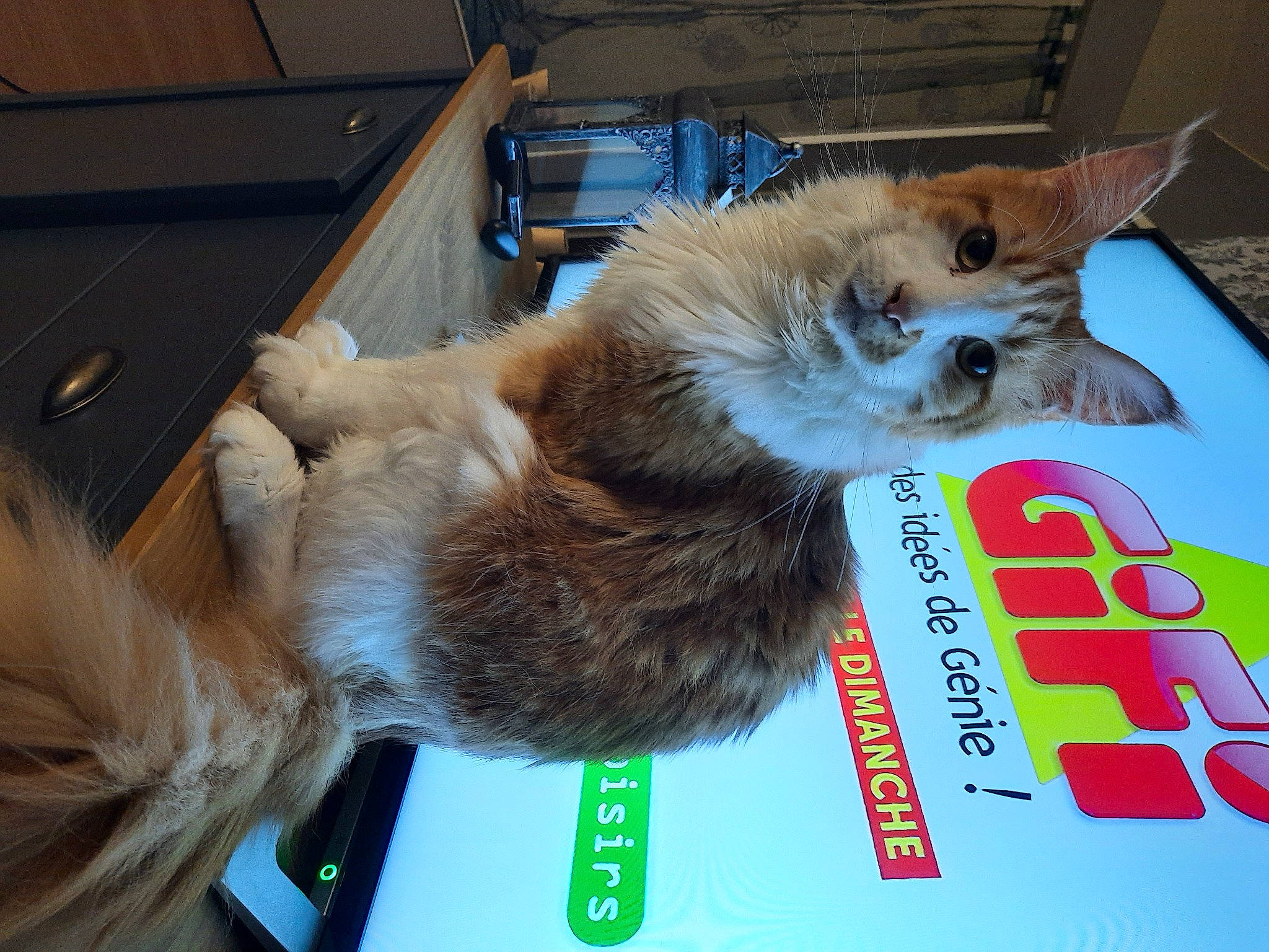 Numerobis participe au concours pour gagner de l'argent avec cette photo : asian, carnivore, cat, domestic_long_haired_cat, european_shorthair, fawn, felidae, fur, kitten, norwegian_forest_cat, paw, photo_caption, polydactyl_cat, ragamuffin, small_to_medium_sized_cats, somali, whiskers