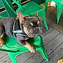 Diamond Cash Rarer is registered to the contest to win money with this photo: dog, french_bulldog, service_dog, green_chair, green_table, pet, animal, indoor, floor, wooden_floor, sitting, looking_at_camera, canine, fur, ears, paw, leash, resting, cute, companion