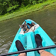Diamond Cash Rarer is registered to the contest to win money with this photo: dog, french_bulldog, kayak, river, water, life_jacket, person, legs, shoes, paddle, outdoor, nature, trees, grass, relaxing, pet, animal, water_sports, adventure, summer