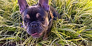 Diamond Cash Rarer joined the competition — help win amazing prizes! dog, french_bulldog, grass, outdoor, pet, animal, nature, ears, face, canine, tongue, curious, closeup, daylight, greenery, plant, snout, muzzle, collar, ground