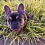 dog, french_bulldog, grass, outdoor, pet, animal, nature, ears, face, canine, tongue, curious, closeup, daylight, greenery, plant, snout, muzzle, collar, ground