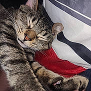 Nacho is registered to the contest to win money with this photo: cat, tabby_cat, sleeping, close_up, paw, whiskers, fur, nose, ear, pillow, blanket, bedding, indoor, pet, nap, cozy, portrait, relaxed, stripe_pattern, bedroom