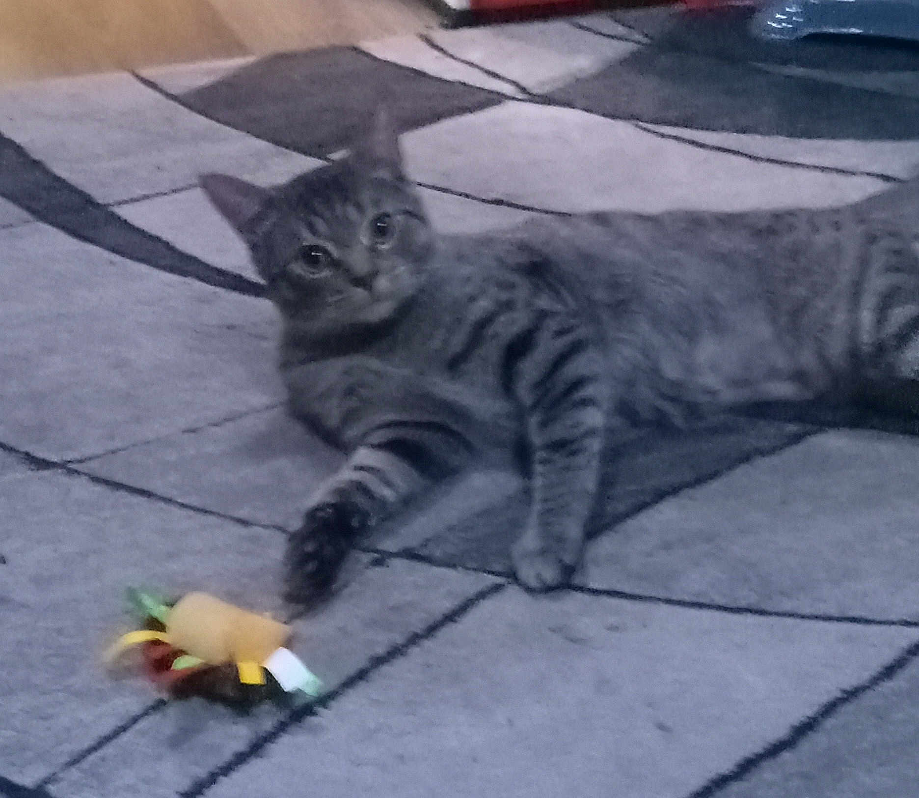 Nacho joined the competition — help win amazing prizes! cat, tabby_cat, pet, indoor, rug, carpet, toy, feathers, paw, whiskers, eye_contact, striped_fur, relaxed, lying_down, home, floor, playful, cute, feline, portrait
