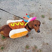 Memphis participe au concours pour gagner de l'argent avec cette photo : dog, dachshund, costume, hot_dog, mustard, candles, leash, outdoor, pet, animal, brown_dog, gravel, grass, cute, funny_costume, walking, small_dog, looking_up, daylight, canine