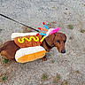dog, dachshund, costume, hot_dog, mustard, candles, leash, outdoor, pet, animal, brown_dog, gravel, grass, cute, funny_costume, walking, small_dog, looking_up, daylight, canine