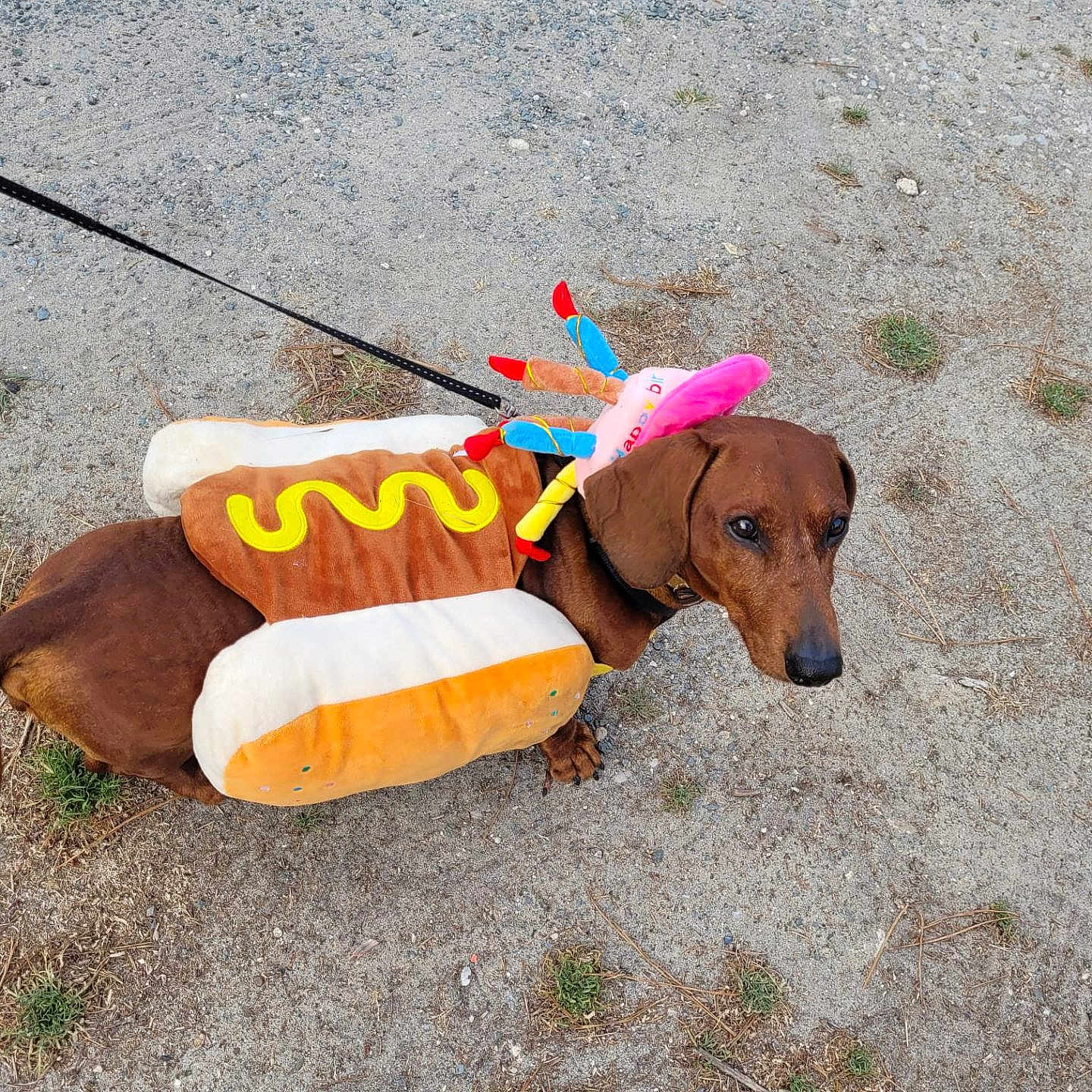 Memphis participe au concours pour gagner de l'argent avec cette photo : dog, dachshund, costume, hot_dog, mustard, candles, leash, outdoor, pet, animal, brown_dog, gravel, grass, cute, funny_costume, walking, small_dog, looking_up, daylight, canine