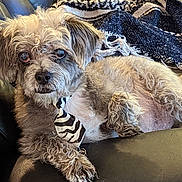 Charlee Brown joined the competition — help win amazing prizes! animal, black_leather, blanket, chair, close_up, companion, cozy, curly_fur, cute, dog, domestic_animal, fur, indoor, laying_down, pet, portrait, relaxed, scruffy, tie, zebra_stripe