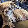 animal, black_leather, blanket, chair, close_up, companion, cozy, curly_fur, cute, dog, domestic_animal, fur, indoor, laying_down, pet, portrait, relaxed, scruffy, tie, zebra_stripe