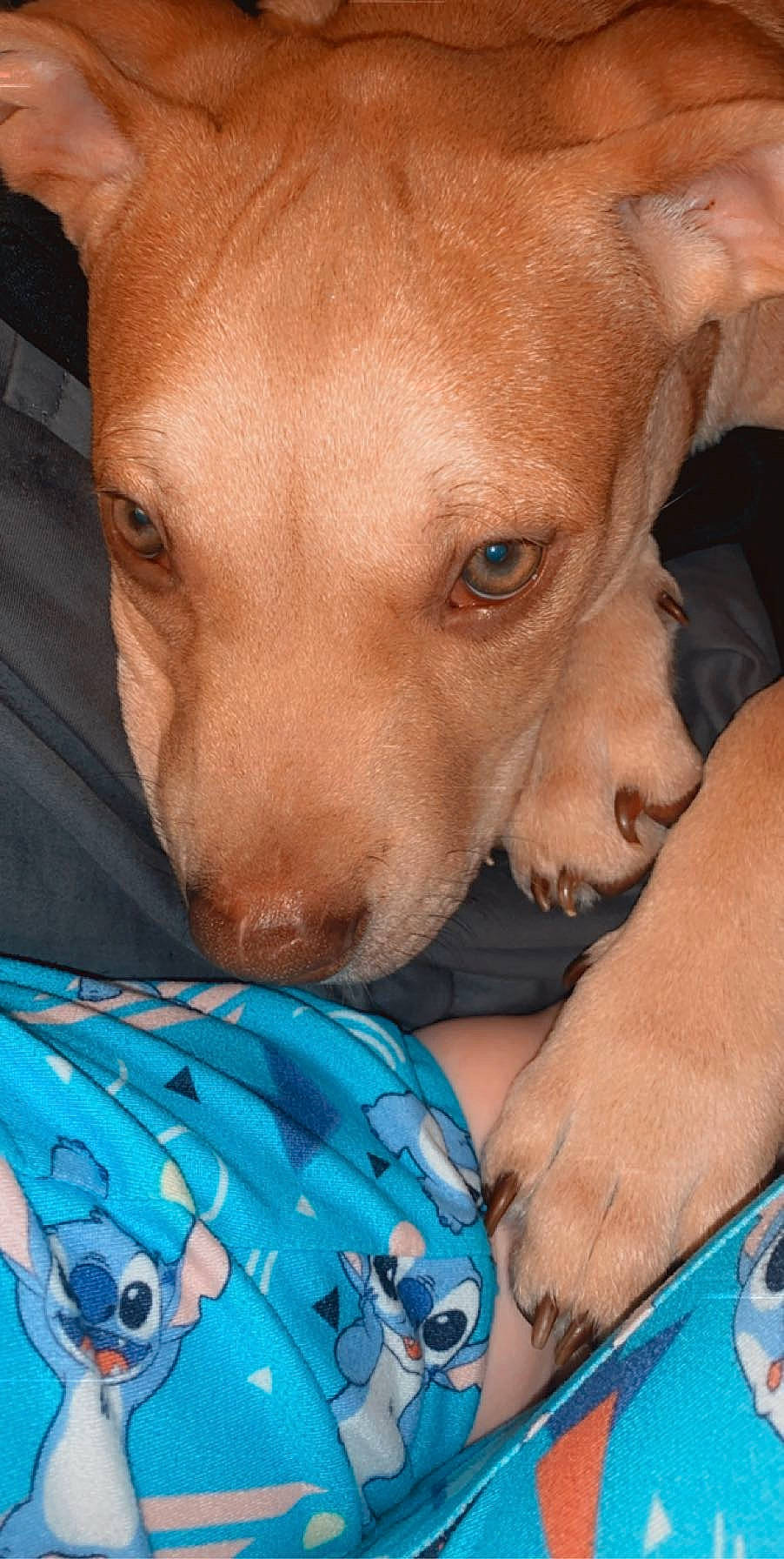 Bear joined the competition — help win amazing prizes! american_pit_bull_terrier, canidae, carnivore, dog, dog_breed, fawn, mammal, non_sporting_group, nose, pit_bull, puppy, snout, sporting_group, vertebrate, vizsla