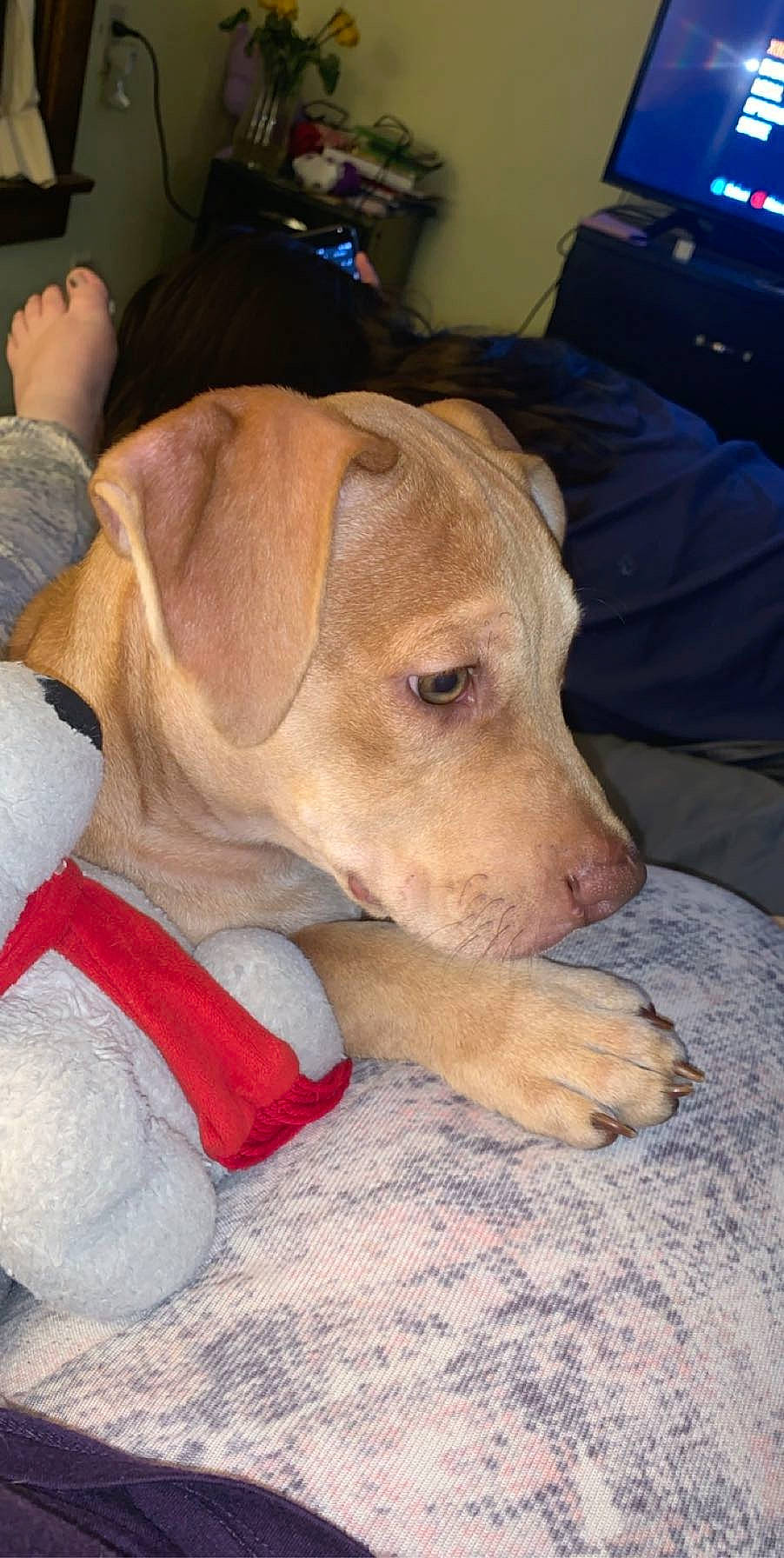 Bear joined the competition — help win amazing prizes! beagador, canidae, carnivore, companion_dog, dog, dog_breed, fawn, labrador_retriever, mammal, non_sporting_group, pit_bull, potcake_dog, puppy, snout, sporting_group, vertebrate