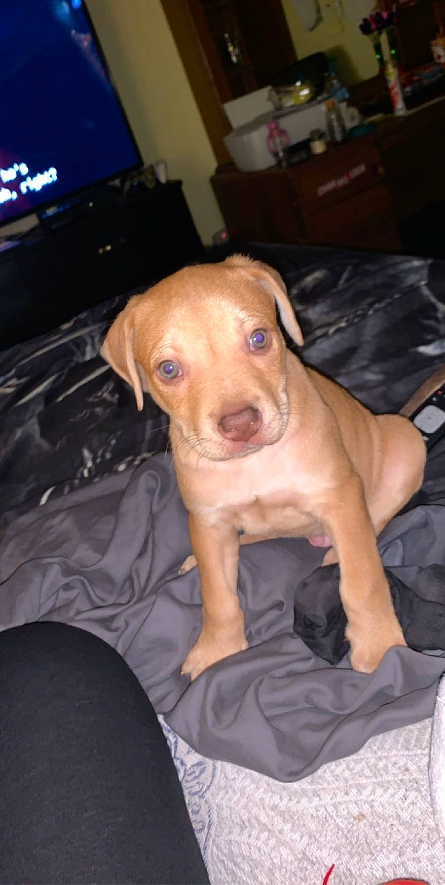 Bear joined the competition — help win amazing prizes! american_pit_bull_terrier, beagador, canidae, carnivore, dog, dog_breed, fawn, mammal, non_sporting_group, pit_bull, puppy, rare_breed_dog, rhodesian_ridgeback, snout, sporting_group, vertebrate, vizsla