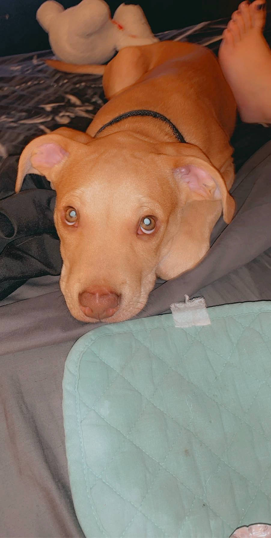 Bear joined the competition — help win amazing prizes! american_pit_bull_terrier, canidae, carnivore, dog, dog_breed, ear, fawn, mammal, non_sporting_group, nose, pharaoh_hound, pit_bull, pointing_breed, snout, sporting_group, vertebrate, vizsla, weimaraner