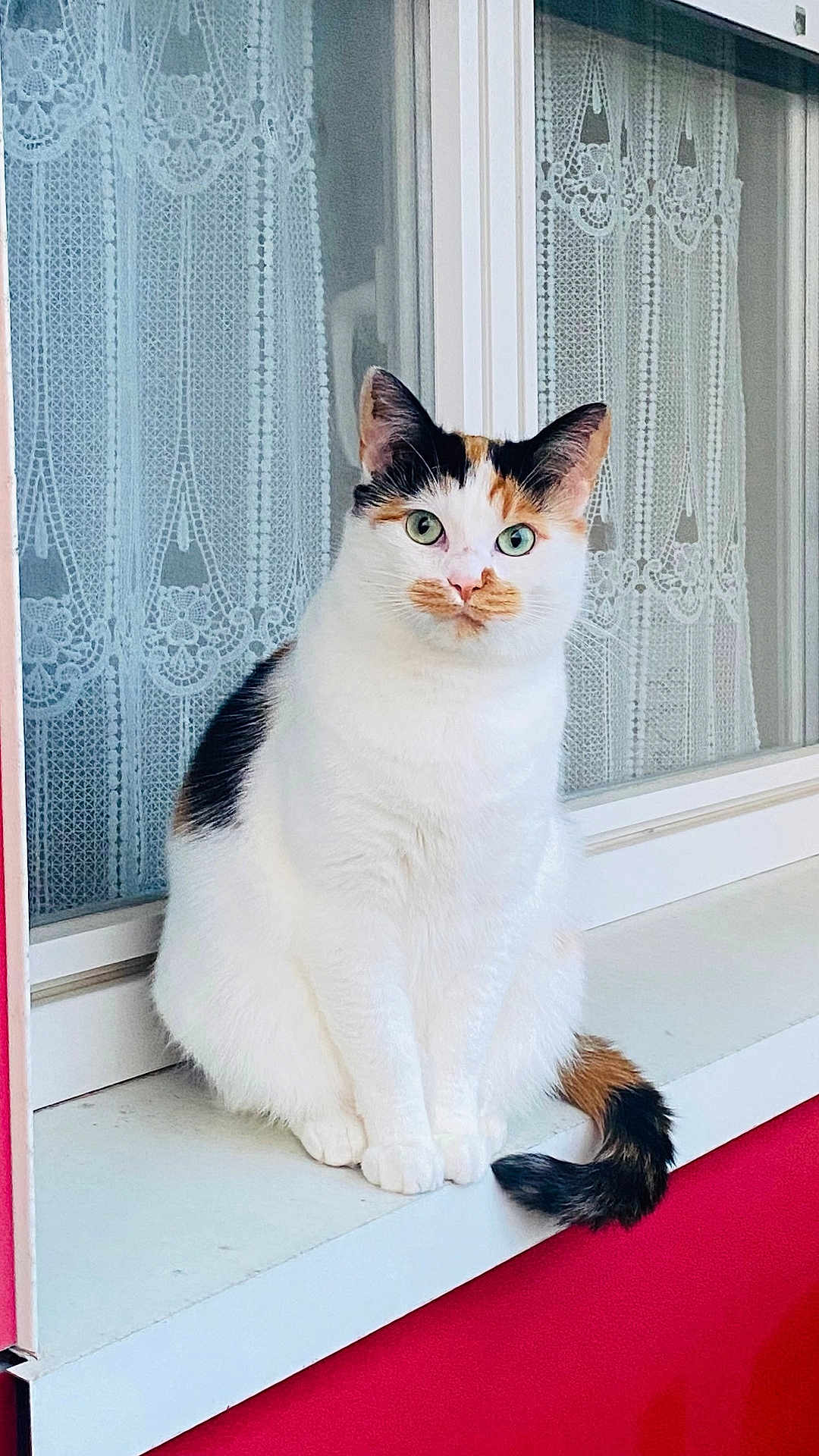 Disi participe au concours pour gagner de l'argent avec cette photo : black_patch, calico_cat, cat, curious, cute, domestic_animal, feline, green_eyes, indoor, lace_curtains, orange_patch, pet, portrait, red_wall, sitting, still_life, tail, white_fur, window, windowsill