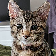 Lulu is registered to the contest to win money with this photo: cat, tabby, kitten, pet, animal, feline, portrait, close_up, whiskers, ears, eyes, collar, striped_fur, brown_fur, gray_fur, indoor, blanket, home, sitting, cute