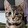 cat, tabby, kitten, pet, animal, feline, portrait, close_up, whiskers, ears, eyes, collar, striped_fur, brown_fur, gray_fur, indoor, blanket, home, sitting, cute