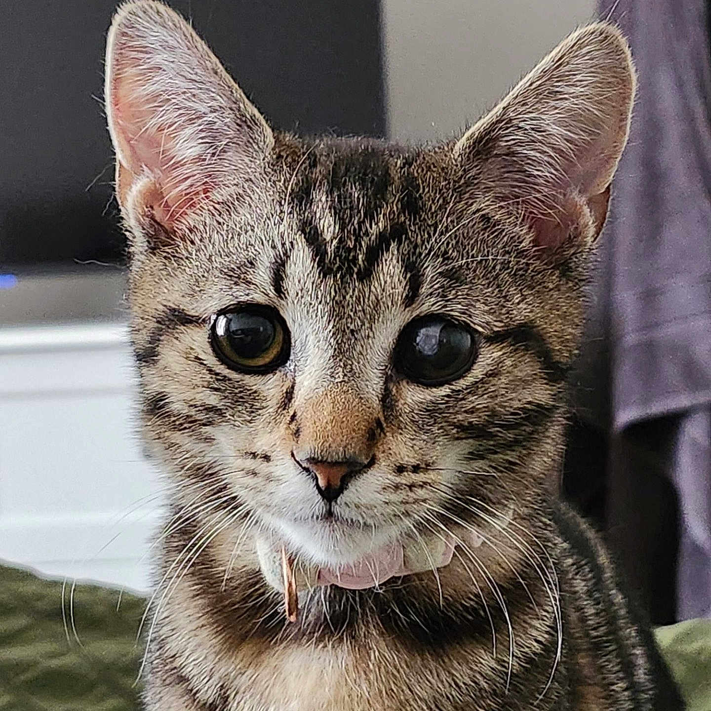 Lulu is registered to the contest to win money with this photo: cat, tabby, kitten, pet, animal, feline, portrait, close_up, whiskers, ears, eyes, collar, striped_fur, brown_fur, gray_fur, indoor, blanket, home, sitting, cute