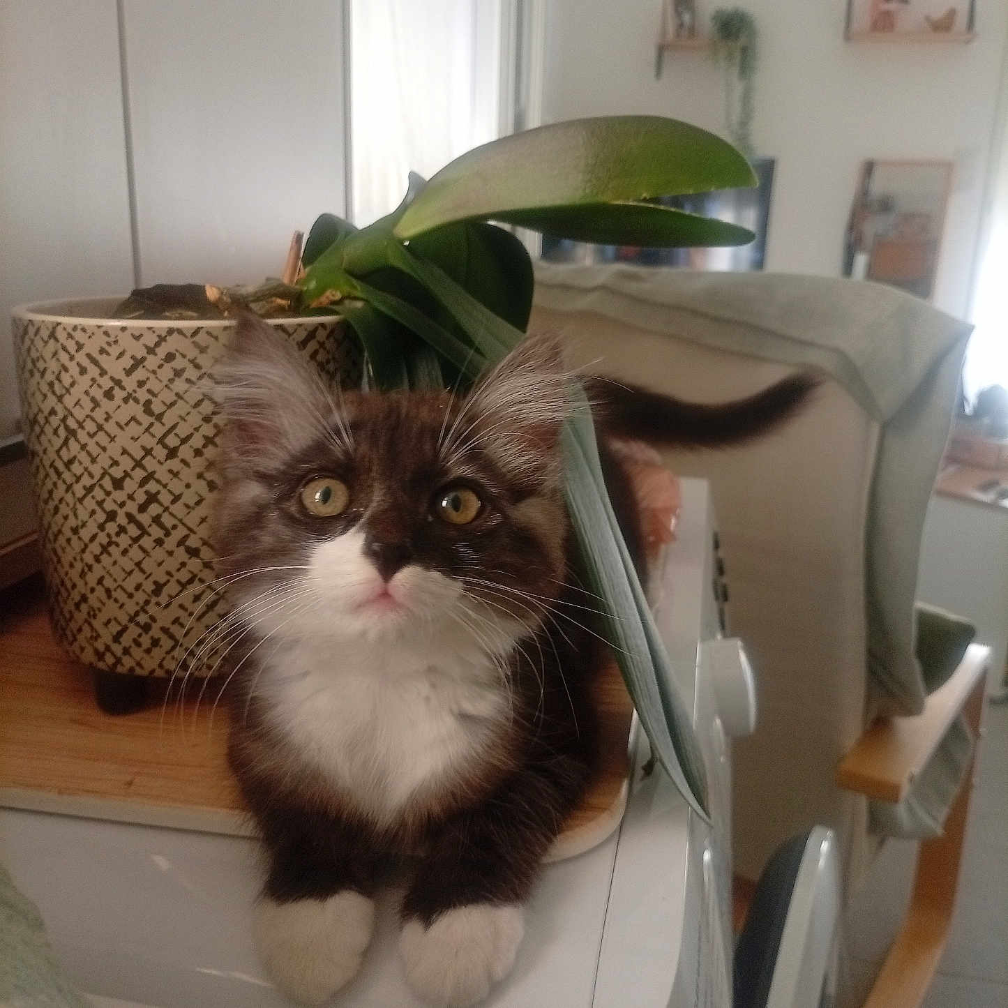 Berlioz