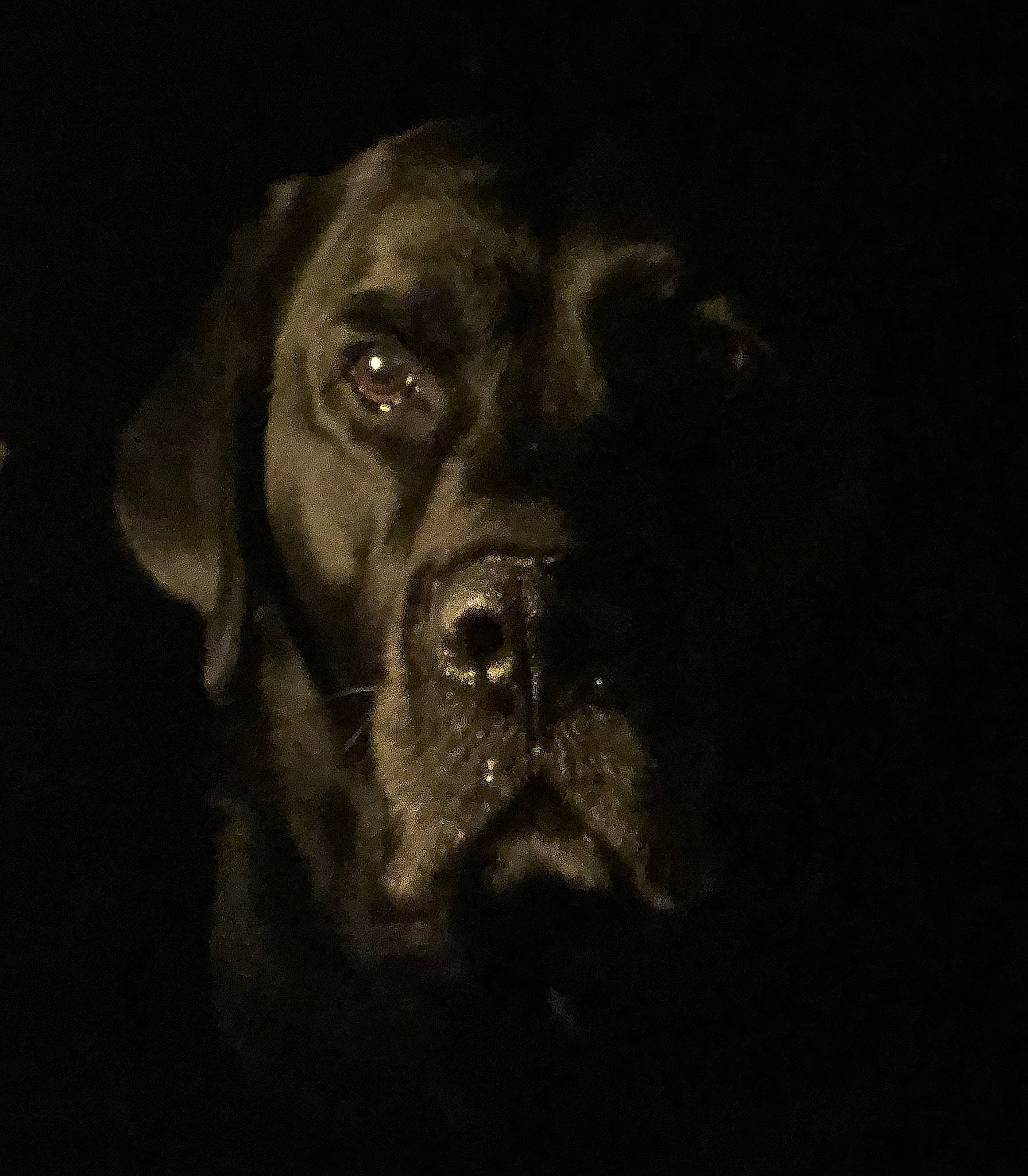 Gibby joined the competition — help win amazing prizes! black, cane_corso, canidae, carnivore, darkness, dog, dog_breed, ear, eye, guard_dog, labrador_retriever, nose, puggle, snout, sporting_group, whiskers