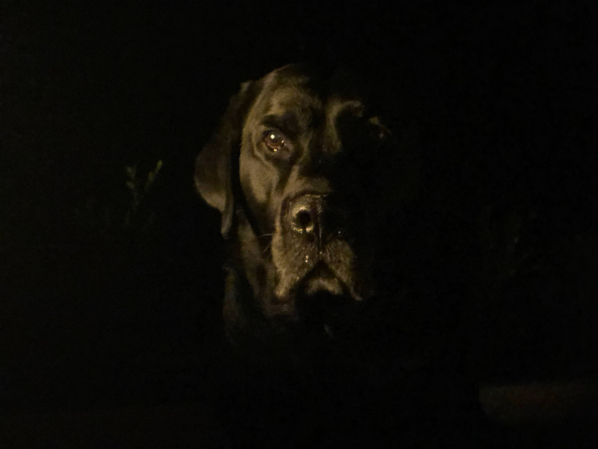 Gibby is registered to the contest to win money with this photo: black, canidae, carnivore, darkness, dog, dog_breed, ear, guard_dog, labrador_retriever, night, pointing_breed, retriever, snout, sporting_group, weimaraner