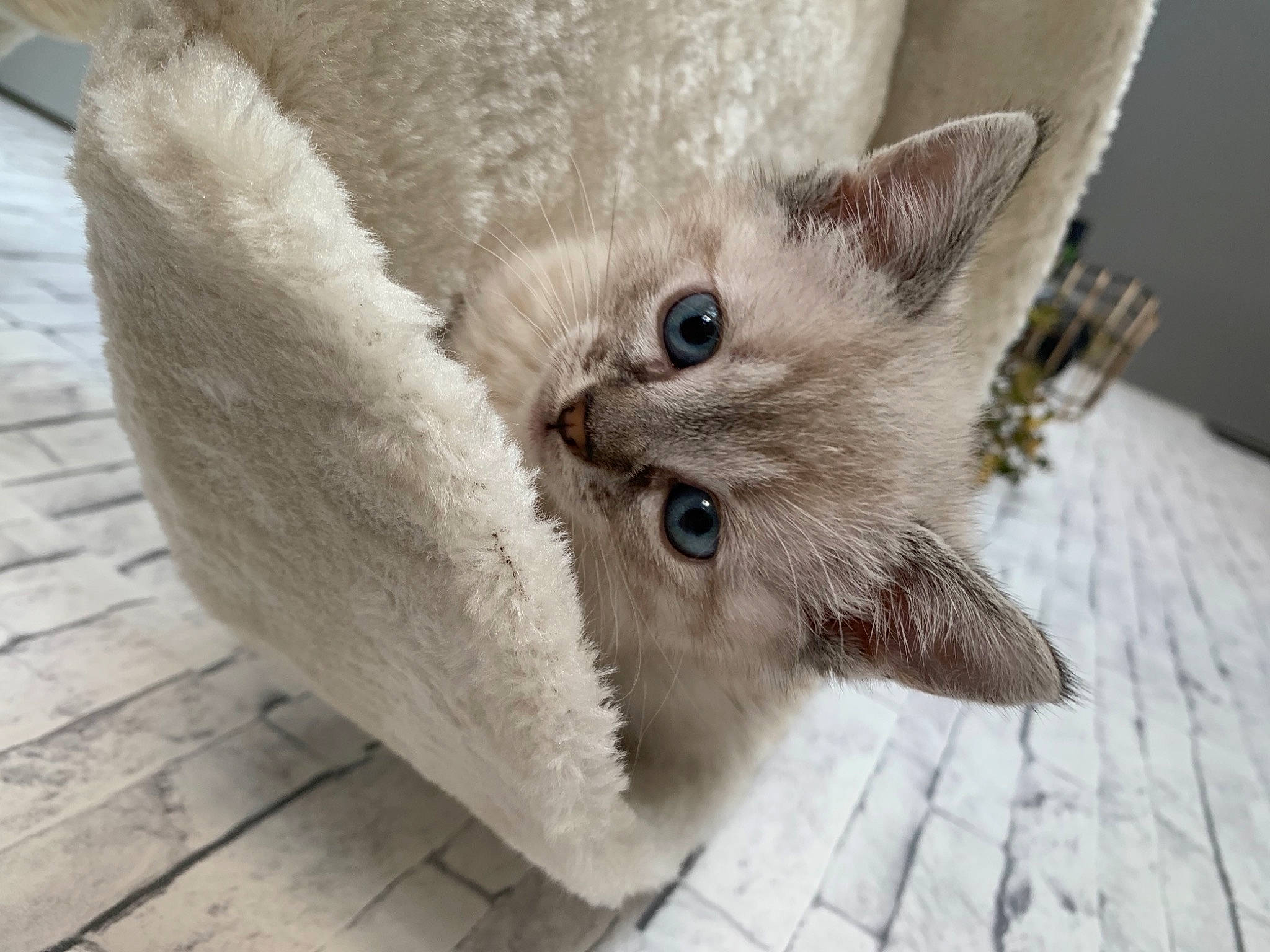 Asuna participe au concours pour gagner de l'argent avec cette photo : carnivore, cat, cat_bed, cat_supply, claw, close_up, comfort, domestic_short_haired_cat, ear, eye, fawn, felidae, fur, hardwood, paw, small_to_medium_sized_cats, snout, tail, whiskers, wood