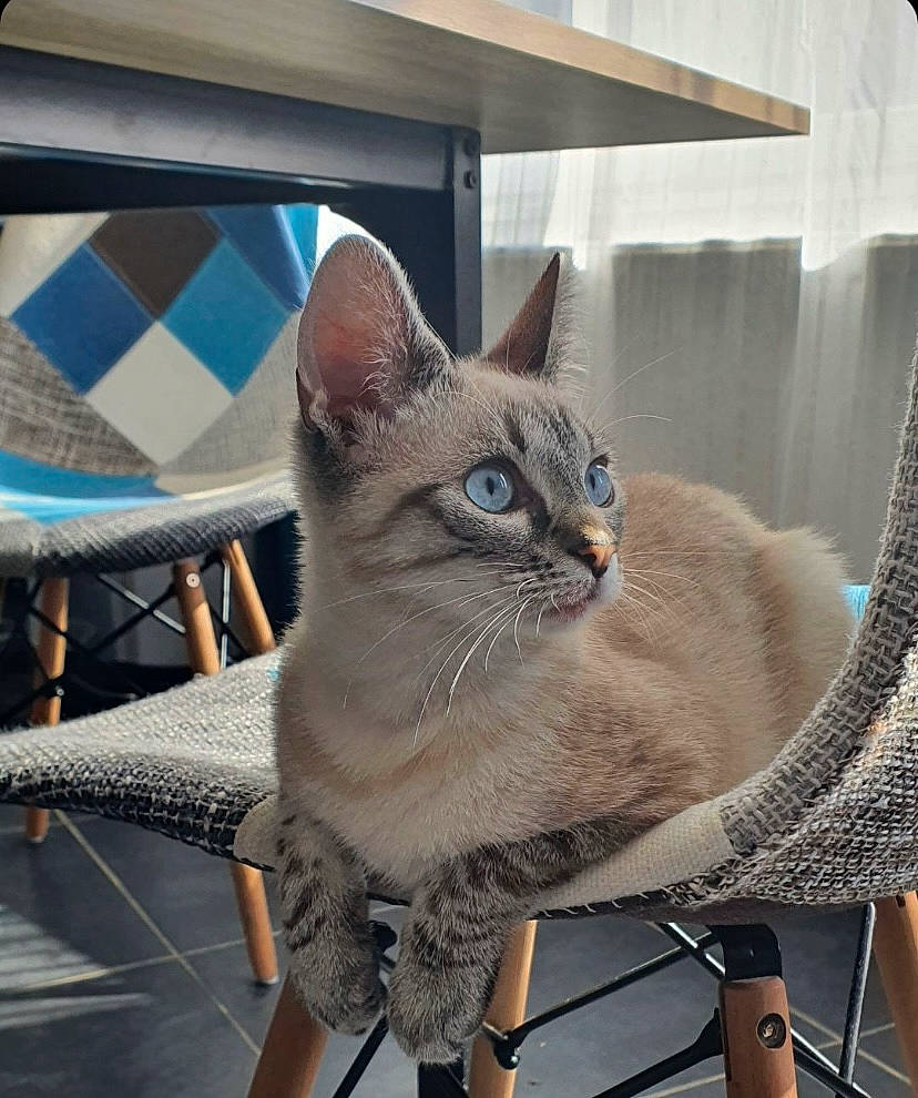 Asuna participe au concours pour gagner de l'argent avec cette photo : balinese, carnivore, cat, collar, comfort, domestic_short_haired_cat, fawn, felidae, fur, grey, paw, pet_supply, sitting, small_to_medium_sized_cats, snout, tail, thai, tonkinese, whiskers, window